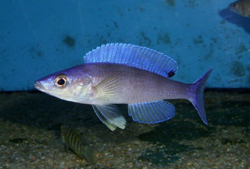 Cyprichromis leptosoma 'Kipili'